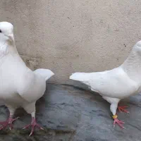 یک جفت کبوتر سفید چشم سیاه