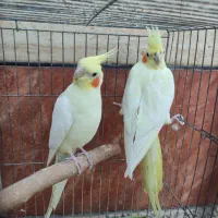 سه جفت عروس هلندی زعفرانی مولد|پرنده|اهواز, کیانشهر|دیوار