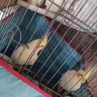 عروس هلندی|پرنده|شیراز, زرهی|دیوار