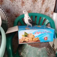 دوتاکفتر|پرنده|تهران, کیانشهر|دیوار