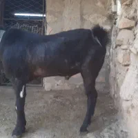 بعده افغانی