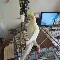 جوجه عروس هلندی نر لوتینو زعفرونی