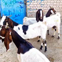 ۴راس بز پاکستانی|حیوانات مزرعه|سبزوار, قصبه شرقی|دیوار