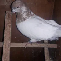 کبوترنقشوپرش