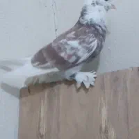 یک جفت کبوتر دهنجور