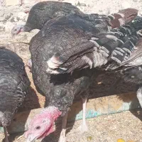 معاوضه با بزغاله گلابی|حیوانات مزرعه|چابهار, |دیوار