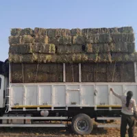 خرید و فروش یونجه سبز و خشک وبذر یونجه