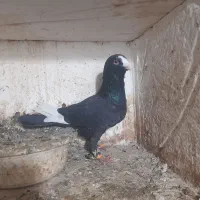 کبوتر رنگی غریب