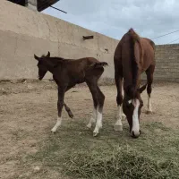 مادیان یکسر