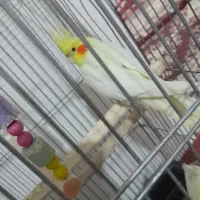 عروس هلندی نر و ماده|پرنده|بروجرد, |دیوار