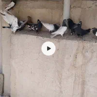 کفتر بهبونی|پرنده|شیراز, شهرک گلها|دیوار