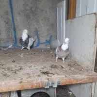 طوقی بی کاکل|پرنده|گلستان (تهران), |دیوار