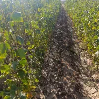 فروش نهال از خود خزانه بدون واسطه|خدمات باغبانی و درختکاری|دوگنبدان, |دیوار