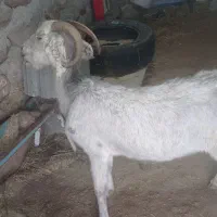 یک عدد بز ۴ساله|حیوانات مزرعه|تبریز, |دیوار
