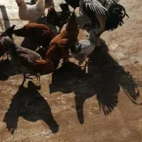 فروش مرغ جوان تخمگذار|حیوانات مزرعه|لنجان, |دیوار