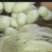 تخم کرم ابریشم