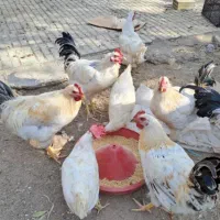 فروش خروس گلپایگانی برهما و سلطان|حیوانات مزرعه|هشتگرد, هشتگرد قدیم|دیوار