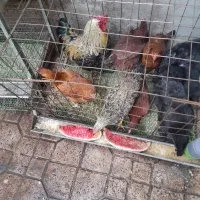 ۵عدد مرغ گلپایگان