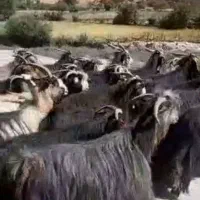 28بزبختیاری