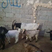 بز میش|حیوانات مزرعه|گتوند, |دیوار