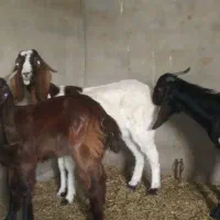 بز حمیدیه خسرج|حیوانات مزرعه|حمیدیه, |دیوار