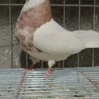 نر کرمانشاهی خال شکلاتی