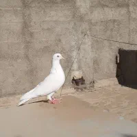 کبوتر باخت رفته|پرنده|آبیک, |دیوار