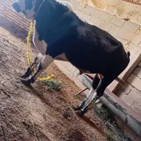 گاو نر