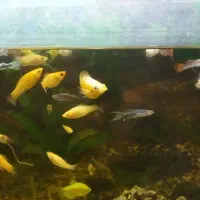 آکواریم بزرگ به همراه ماهی|ماهی|مشهد, انقلاب|دیوار