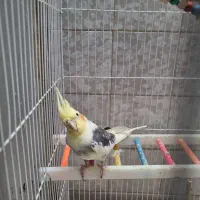 عروس های کاملا دستی|پرنده|قم, بکایی|دیوار