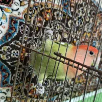 یک عدد کوتوله نر|پرنده|قم, زند آباد|دیوار