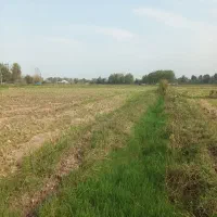 فروش ۲هکتار شالیزار و زمین مسکونی اطراف شهرآستانه|فروش زمین و ملک کلنگی|آستانه اشرفیه, |دیوار