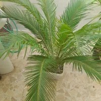 انواع  گلها  سیکاس ویوکا|گل و گیاه طبیعی|رشت, پیرکلاچای|دیوار