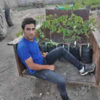 فروش انواع نهال های مثمر و غیر مثمر