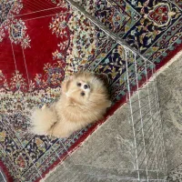 سگ پامر نر کشش