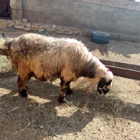 قوچ|حیوانات مزرعه|شیراز, کودیان|دیوار