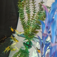 گلدفیش اوراندا و اپاچی کوی پلاتینیوم باله بلند|ماهی|تهران, توحید|دیوار