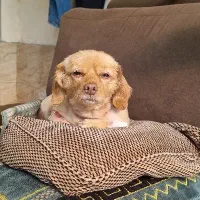 دامپزشک در محل|خدمات آرایشگری و زیبایی|رشت, سلیمانداراب|دیوار