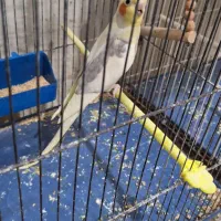 عروس هلندی مولد و فنچ