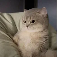 ضامن میخوام شیرینی خوب میدم