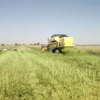 کمباین نیوهلند برداشت کلزا  مجهز بکاه خورد کن