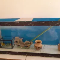 اکواریم وسایل|ماهی|قنوات, |دیوار