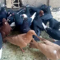 کبوتر کفتر