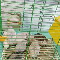 بلدرچین مینیاتوری|حیوانات مزرعه|مشگین شهر, |دیوار