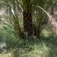 خریدار پاجوش بریم (یا بچه نخل )