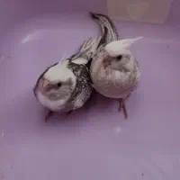عروس هلندی ایزابلا خوشرنگ و شاداب