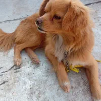 سگ پا کوتاه