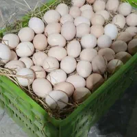 تخم مرغ رسمی