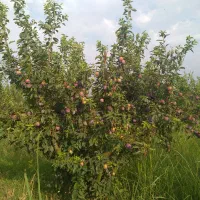 الو سوپر استار