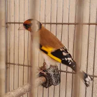 جوجه سهره نر امسال شیک و زیبا|پرنده|ماهیدشت, |دیوار